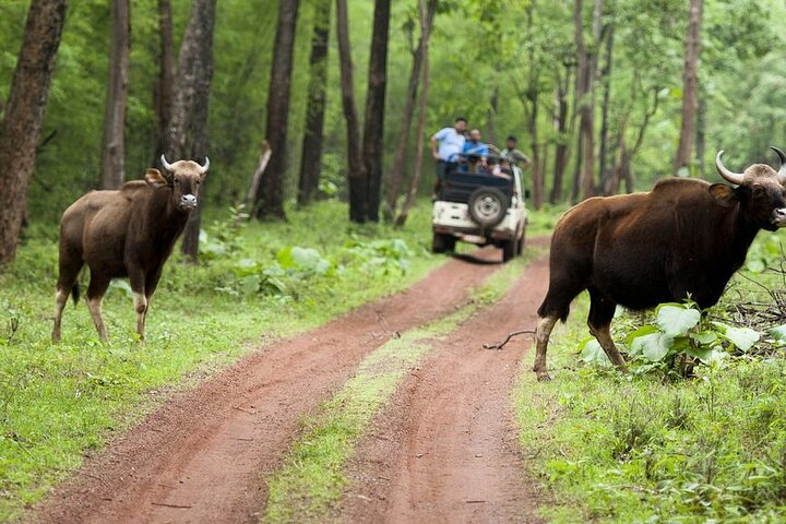 Safari in Bandhavgarh, Kanha, Pench & Tadoba National Parks