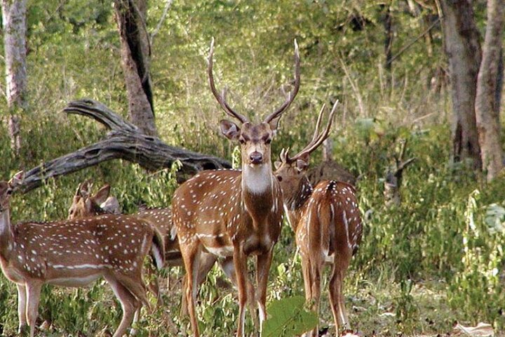 Safari in Bandhavgarh, Kanha, Pench & Tadoba National Parks