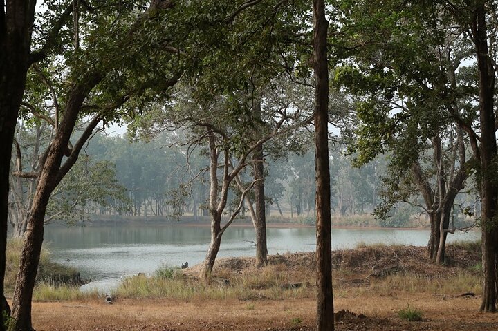 Safari in Bandhavgarh, Kanha, Pench & Tadoba National Parks