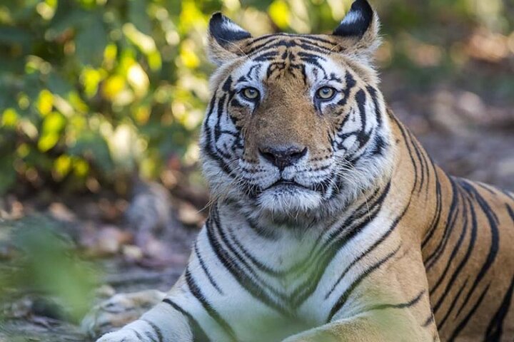 Safari in Bandhavgarh, Kanha, Pench & Tadoba National Parks