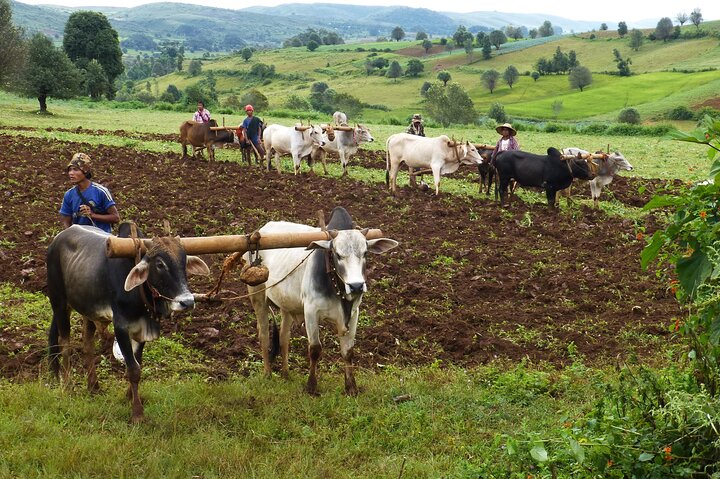 Full-Day Trip to Pindaya from Nyuang Shwe