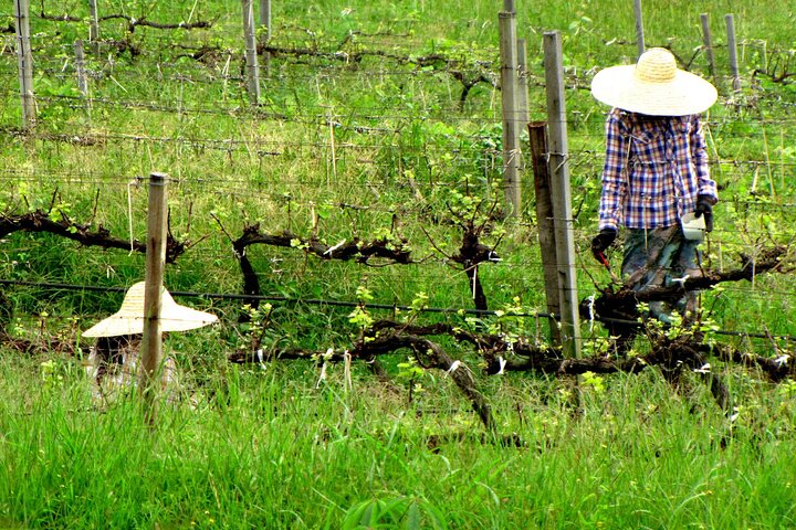 Full Day Inle Lake Trekking