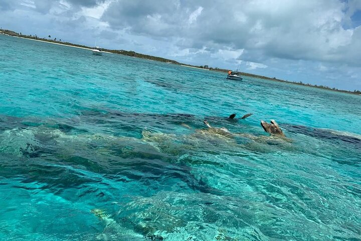 Exuma Island Hopping Swimming Pigs Tour with Lunch from Nassau