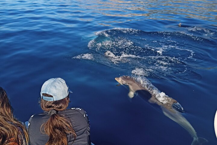 Sesimbra: Arrábida Dolphin and Whale Watching tour with biologist
