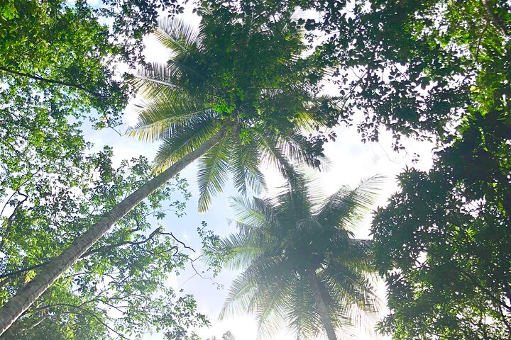 Rainforest Hike and Waterfall Safari