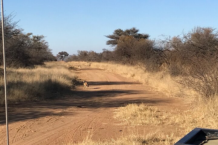 Safari Game Drive: Dinokeng Game Reserve