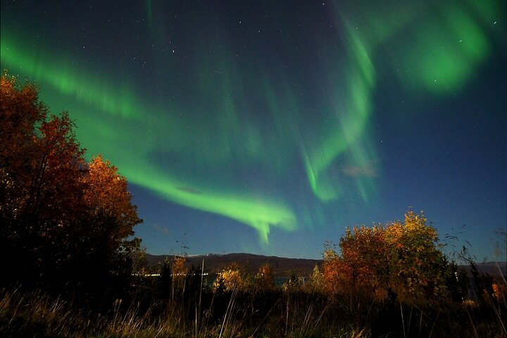 Northern Lights tour with Alta Adventure