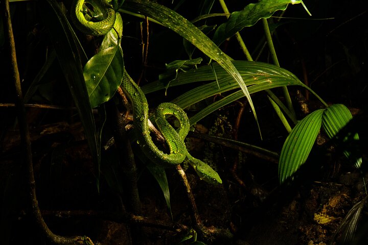 Monteverde Cloud Forest Night Wildlife Experience