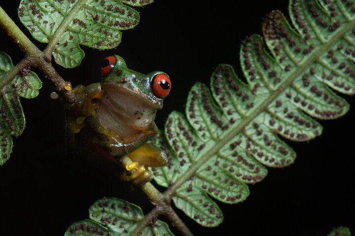 Monteverde Cloud Forest Night Wildlife Experience
