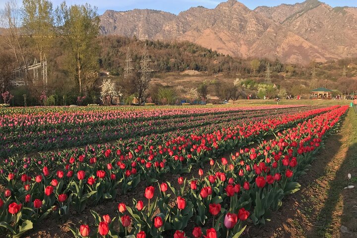 Srinagar Splendors: A Private City Tour