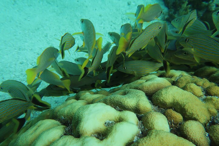 Hol Chan Full-Day Bucket List Snorkeling and Marine Life Tour
