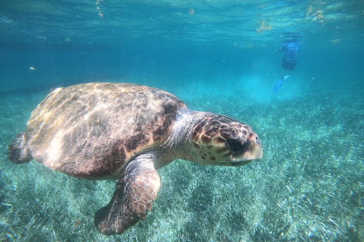 Hol Chan Full-Day Bucket List Snorkeling and Marine Life Tour