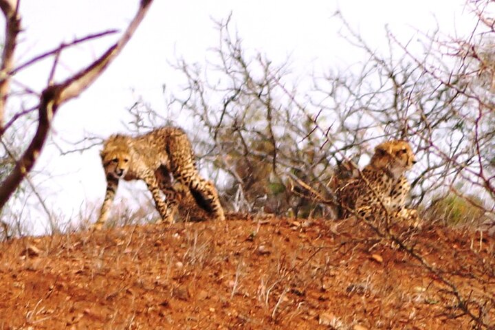 Economic 1-Day Kruger Safari from Maputo