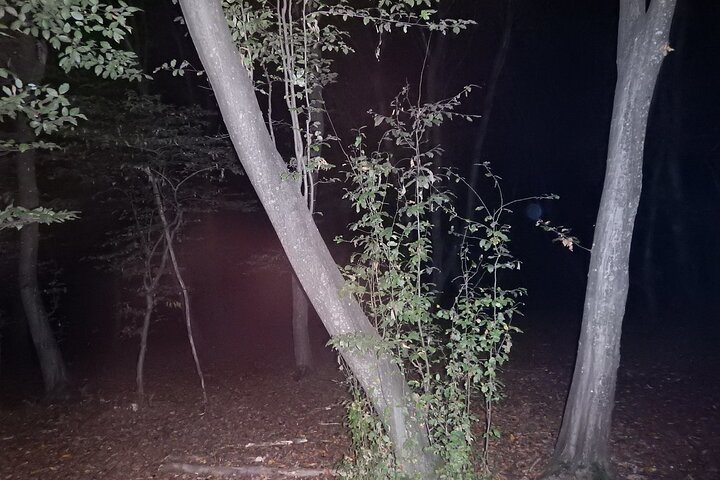 Night Tour in Hoia Baciu Forest