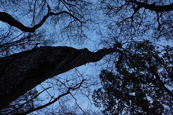 Night Tour in Hoia Baciu Forest