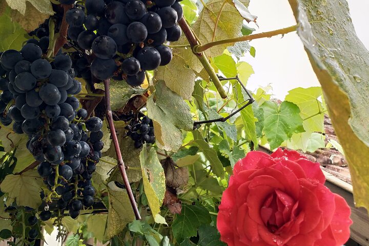 Private Tour to Serra Gaúcha Vineyards