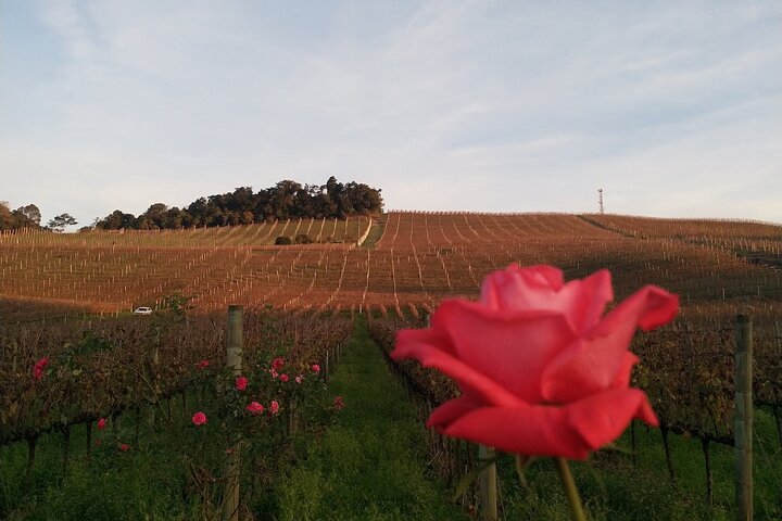Private Tour to Serra Gaúcha Vineyards
