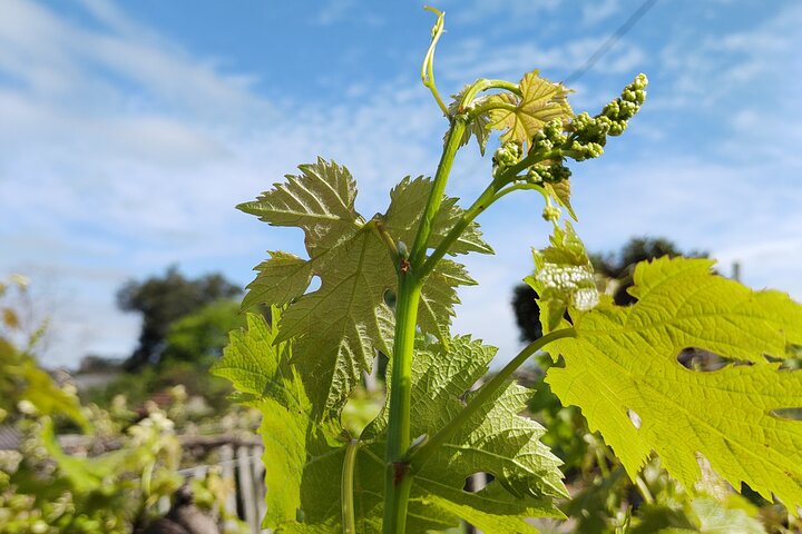 Private Tour to Serra Gaúcha Vineyards