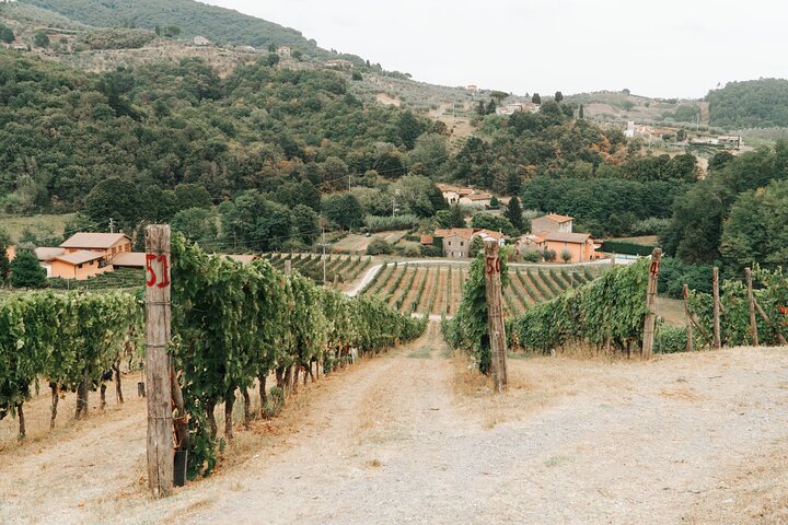 Lucca: Wine Tasting Experience - Tenuta Adamo Winery
