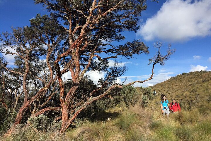 Cajas National Park Small-Group tour from Cuenca