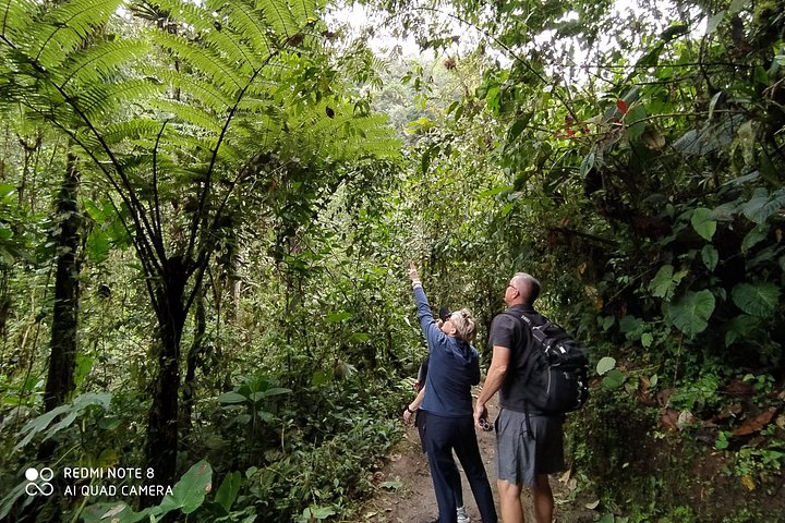 Mindo Cloud Forest Private Tour: Chocolate, Coffee, Birds, Nature