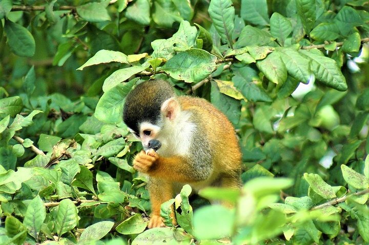 One Day Tour To Térraba-Sierpe Mangrove By Boat From Sierpe