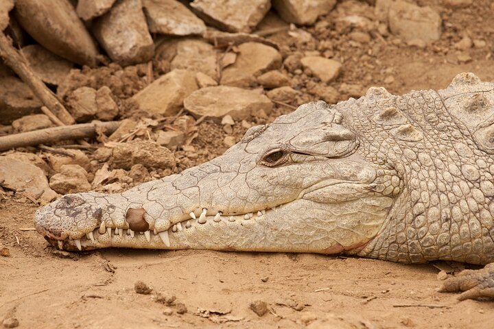 One Day Tour To Térraba-Sierpe Mangrove By Boat From Sierpe