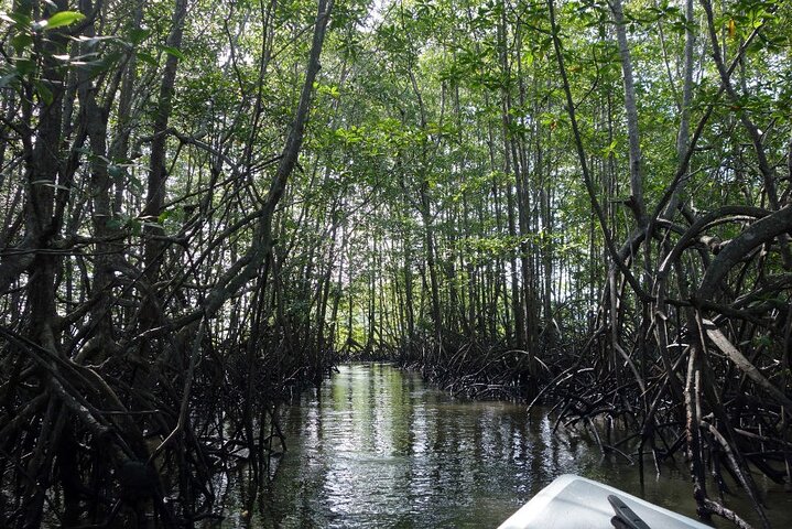 One Day Tour To Térraba-Sierpe Mangrove By Boat From Sierpe