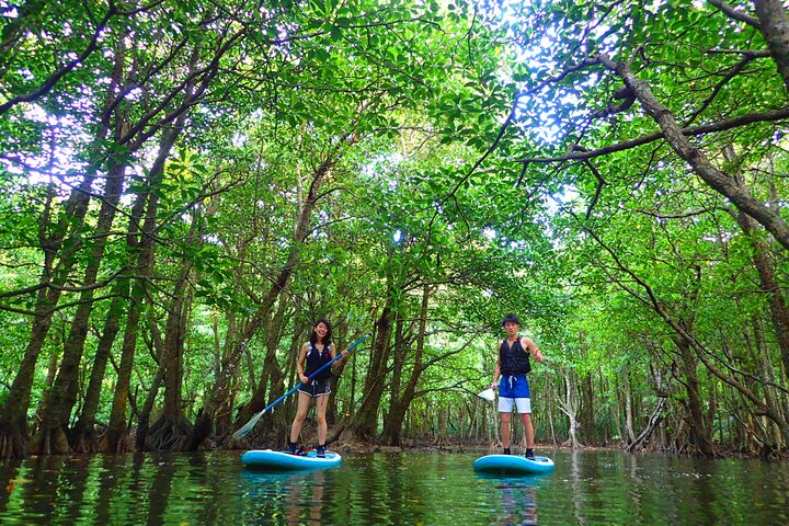 Okinawa Iriomote Mangrove SUP or Canoe Tour