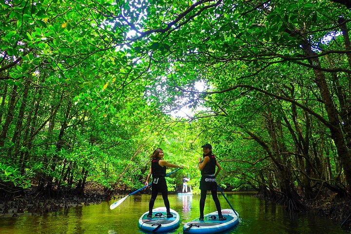 Okinawa Iriomote Mangrove SUP or Canoe Tour