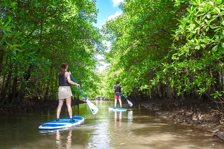 Okinawa Iriomote Mangrove SUP or Canoe Tour