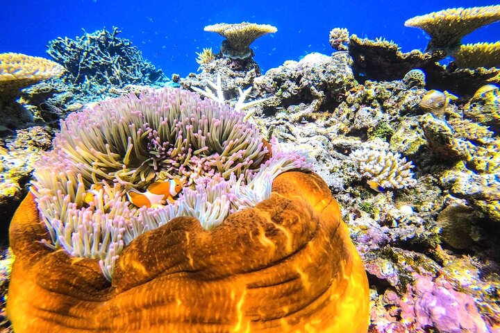 Okinawa Iriomote Snorkeling Tour at Coral Island