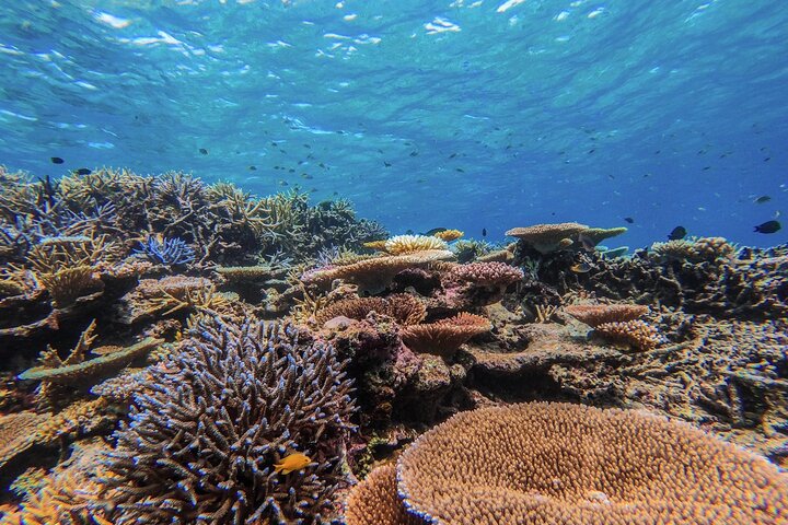 Iriomote Island 1-Day Snorkeling & Mangrove SUP or Canoe