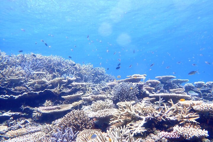 Okinawa Iriomote Snorkeling Tour at Coral Island