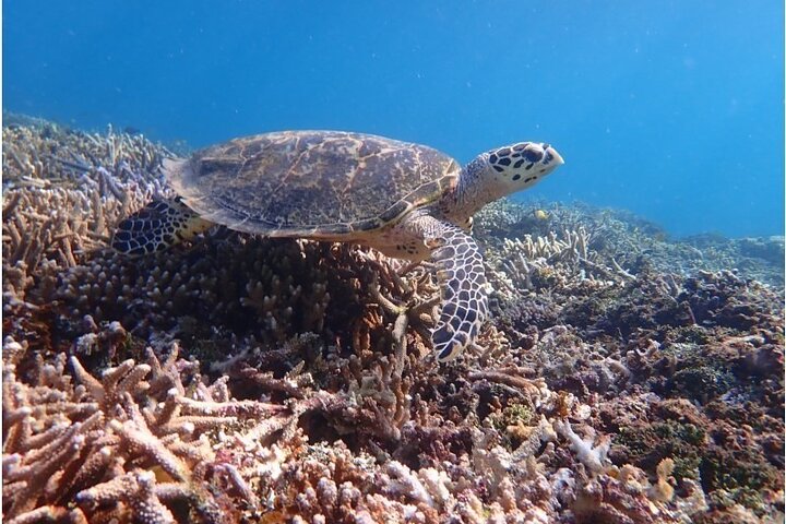 Okinawa Iriomote Snorkeling Tour at Coral Island