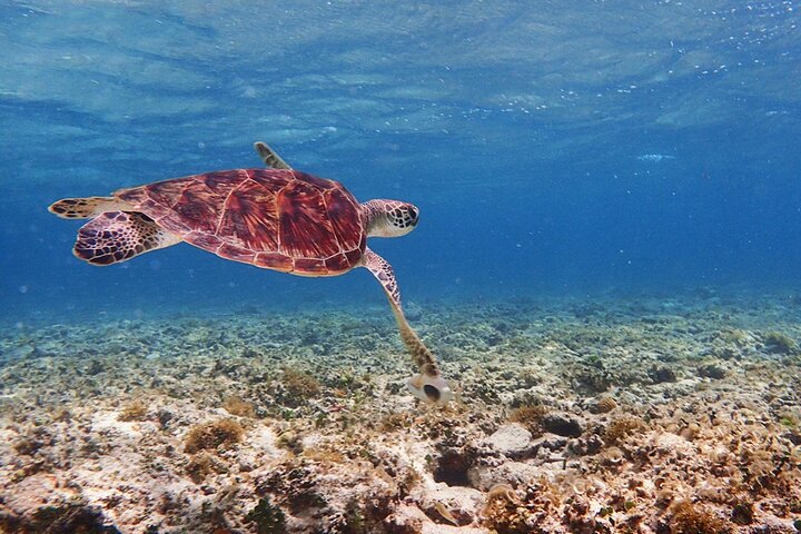 Okinawa Ishigaki Blue Cave Snorkeling Tour