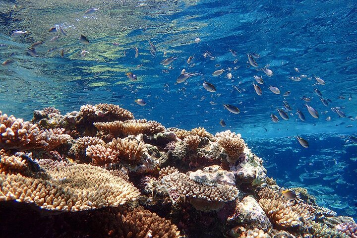 Okinawa Ishigaki Blue Cave Snorkeling Tour