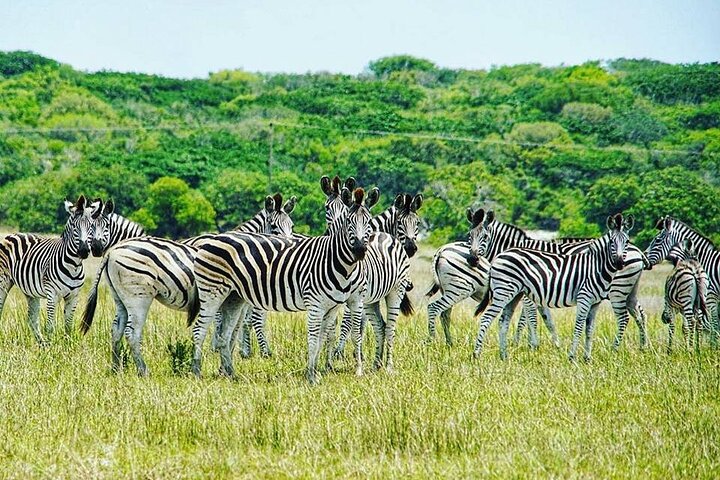 Economic 1Day Maputo Special Reserve Safari(Maputo National Park)