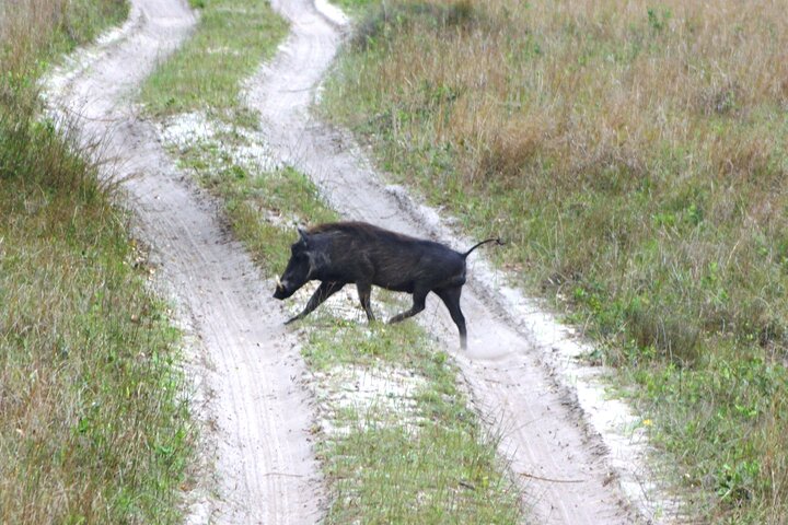 Economic 1Day Maputo Special Reserve Safari(Maputo National Park)