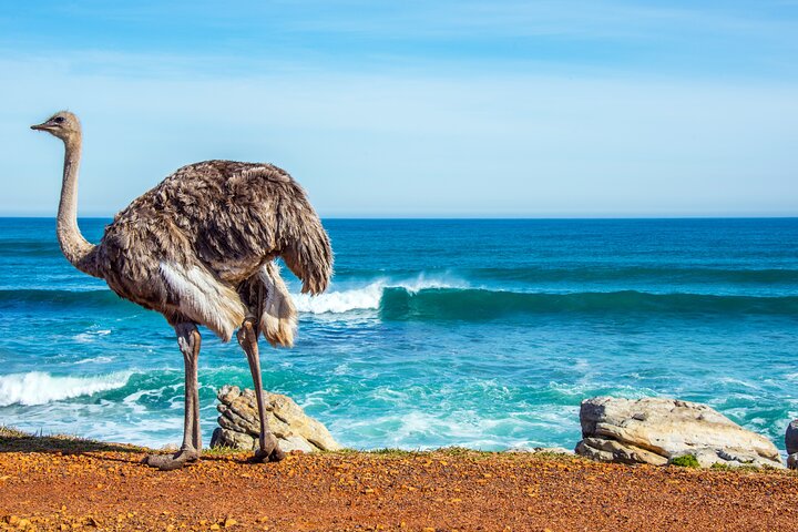 Table Mountain, Penguins & Cape Point Group Tour from Cape Town