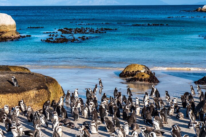 Table Mountain, Penguins & Cape Point Group Tour from Cape Town