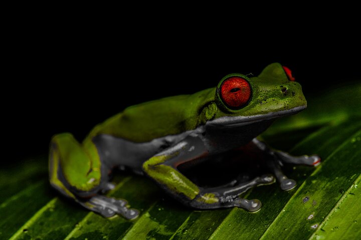 Monteverde Cloud Forest Night Wildlife Experience