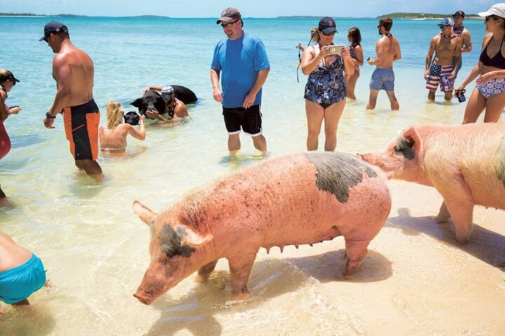 Swimming with Pigs in Nassau, Transportation Included