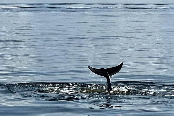 Shared Dolphin Cruise in Pensacola Beach | Frisky Mermaid