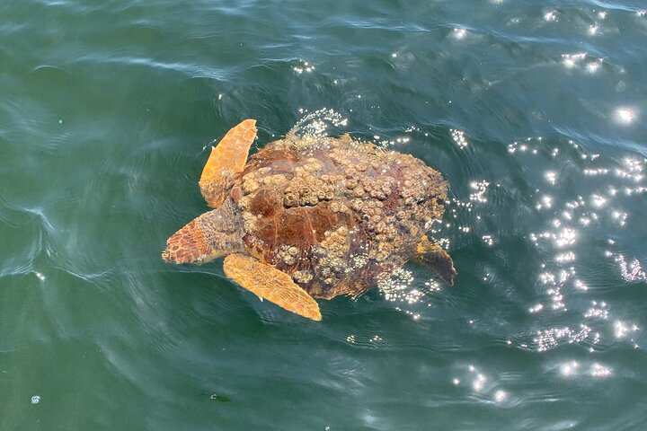 Shared Dolphin Cruise in Pensacola Beach | Frisky Mermaid
