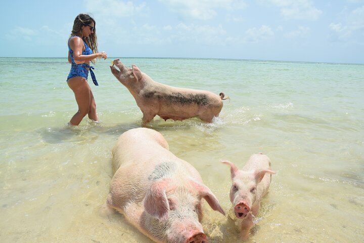 Swimming with Pigs in Nassau, Transportation Included