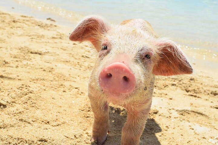 Swimming with Pigs in Nassau, Transportation Included