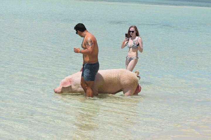 Swimming with Pigs in Nassau, Transportation Included