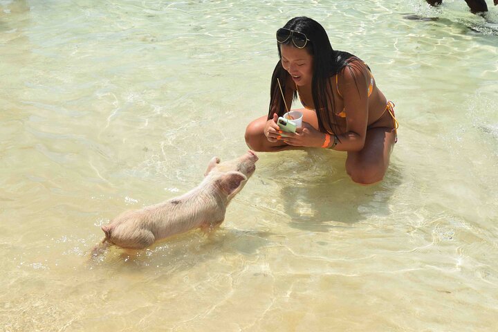 Swimming with Pigs in Nassau, Transportation Included
