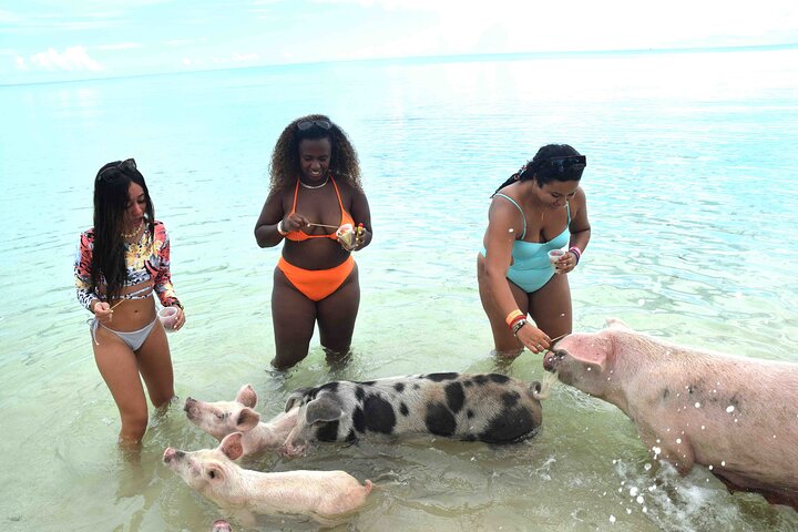 Swimming with Pigs in Nassau, Transportation Included